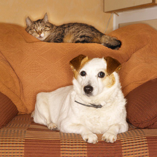 Bernie's Best Friends Pet Services Pic 1 - For all your animals home care needs