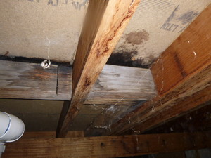 Resicert Building Inspections - Cranbourne Pic 4 - Leak found under floor during Pre Purchase Building Inspection