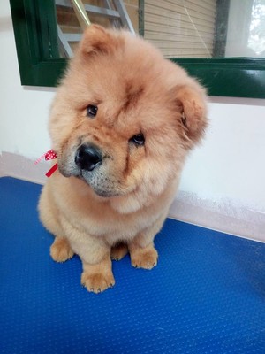 Scooby & Friends Dog Grooming Pic 2