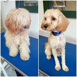 Scooby & Friends Dog Grooming Pic 4