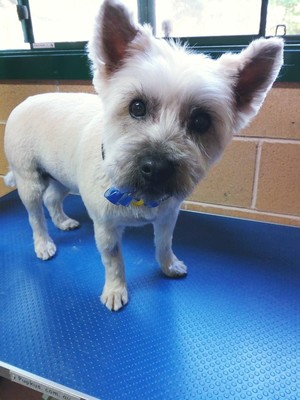 Scooby & Friends Dog Grooming Pic 5