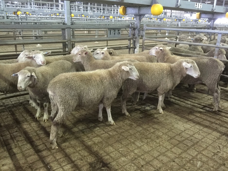 Alan Peggs Rural Pty Ltd Pic 1 - Muchea ewes in pen ready for sale Tick the like box for your Agent to take Action