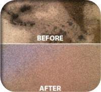 Dustfree Commercial Cleaning Pic 3 - Before After pics of carpet steam clean by Dustfree Commercial Cleaning