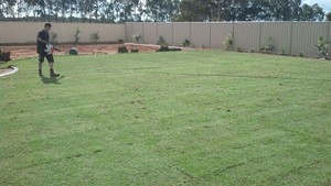 Procut Lawn Mowing Gawler Pic 5 - yard 2 final turf laying