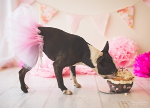 Pooches on Pakington Pic 3 - Our birthday cakes made to order