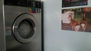 Rokeby Laundrette Pic 5