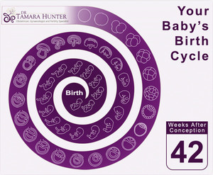 Dr. Tamara Hunter - Obstetrician, Gynecologist & Fertility Specialist, Pic 5 - Your Babys Birthc Cycle