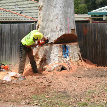 Big River Tree Service Pic 1 - Large Tree Felling and stump Removal Services