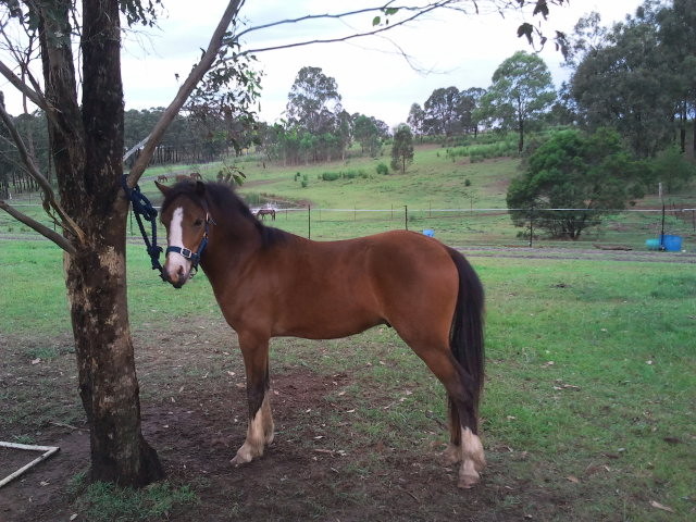 Horse Agistment Mulgoa Pic 1