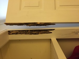 All Corners Carpet Cleaning And Pest Control Pic 4 - Termite damage to a door jam