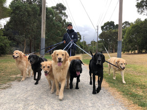 Heads & Tails Dog Walking Services Pic 4