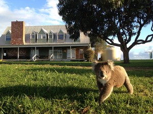 Tortoise Head Guest House Pic 3 - Come on We wont bite