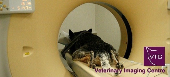 Perth Animal Surgery Pic 1 - Diagnostic Imaging