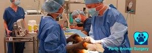 Perth Animal Surgery Pic 4 - Surgical Facilities