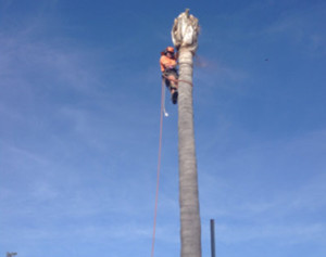 City Beach Tree Services Pic 2