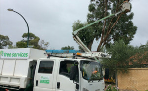 City Beach Tree Services Pic 3