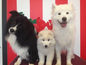 Clips, Strips & Bubbles Dog Grooming Pic 5 - A Merry Christmas and a Happy New Year from our mascots and most recent addition to the family