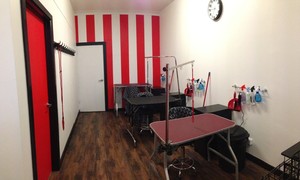 Clips, Strips & Bubbles Dog Grooming Pic 3 - Our new grooming space