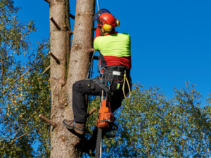 Wajamar Tree Services Pic 2 - 1