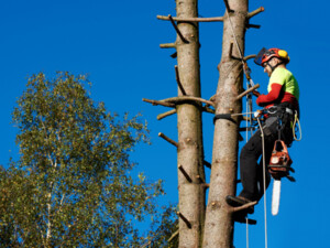 Wajamar Tree Services Pic 3 - 2