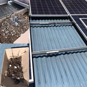 Advanced Solar Kleen Pic 3 - Nest Removal and cleaning under solar panels