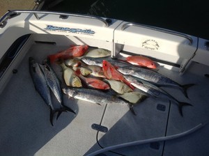 Renegade Fishing Charters Pic 4 - Mixed bag