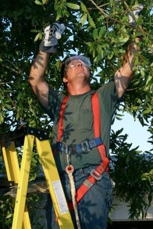 Icon Tree Services Pic 1