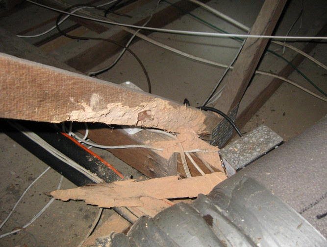 MV Building Inspections Pic 1 - Termite Damage