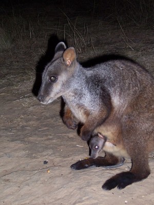 Cheyenne Wilderness Retreat Pic 5 - Brush Tail Rock Wallaby at Cheyenne Farmstay Walcha NSW New England plus Accommodation