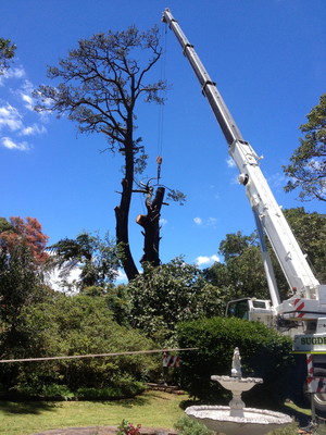 Total Tree Services Pic 2 - Difficult Access No Problems