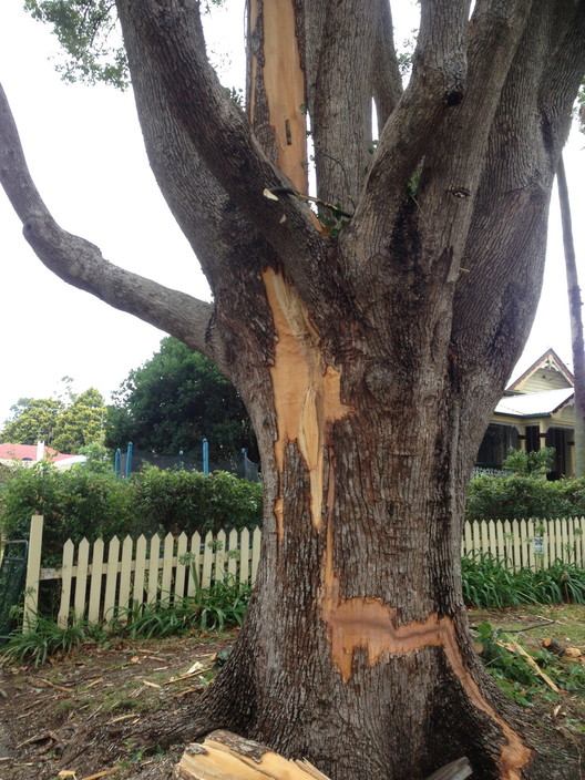 Total Tree Services Pic 1 - Emergency Call Outs Lightening Strikes