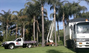 Total Tree Services Pic 5 - Proud to be an Australian Business