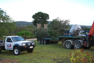 Total Tree Services Pic 4 - Saving Heritage Trees