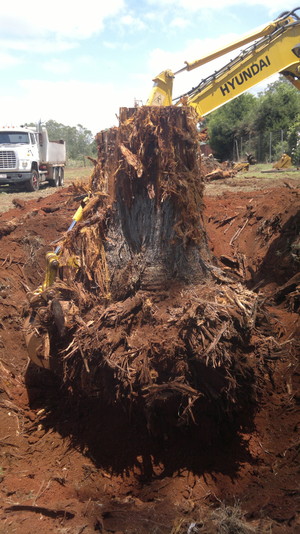 Total Tree Services Pic 3 - Stump Removal and Stump Grinding