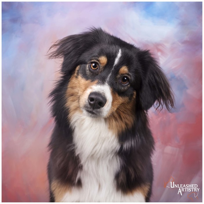 Unleashed Artistry Pic 1 - Character Art Pet Photography