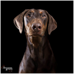 Unleashed Artistry Pic 2 - Timeless Pet Photography