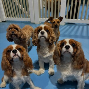 Kip Marrickville Dog Daycare Pic 2