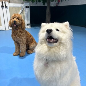 Kip Marrickville Dog Daycare Pic 3