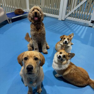 Kip Marrickville Dog Daycare Pic 4