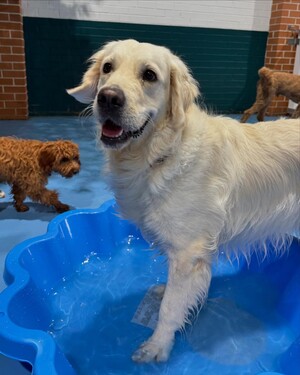 Kip Marrickville Dog Daycare Pic 5