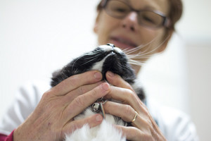 Canberra Cat Vet Pic 3 - Dr Kate and Cisco