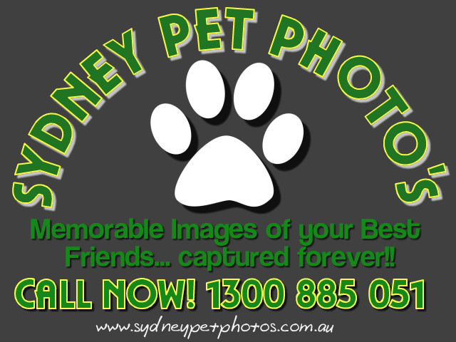 Sydney Pet Photos Pic 1 - Pet Photography