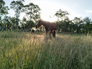 Greener Pastures Equestrian Pic 2