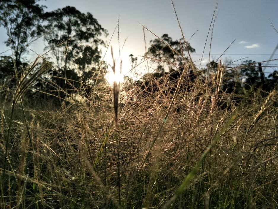 Greener Pastures Equestrian Pic 1