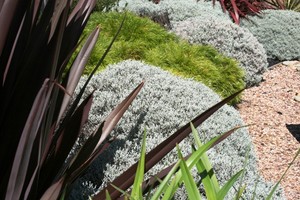 Ocean Road Landscaping Pic 5 - Plant advise Garden Consultation Geelong Surfcoast and Bellarine Peninsula