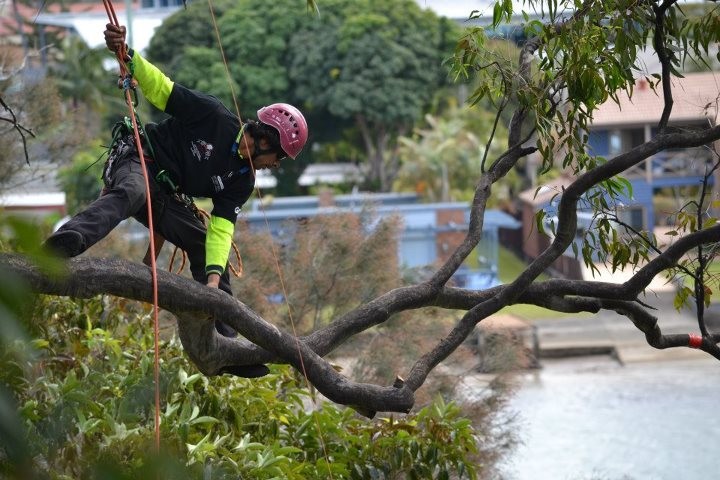 Queensland Arboricultural Association Inc. Pic 1 - Arborists go to great lengths