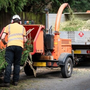 Kaptol Tree Removal Pic 4