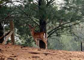 Jamieson Valley Retreat Pic 1 - Wild Deer