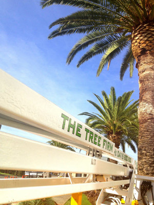 The Tree Firm Pic 2 - The Tree Firm Palm Clean Perth