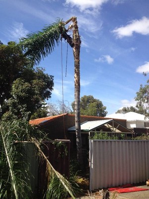 The Tree Firm Pic 3 - The Tree Firm Palm Tree Removal Perth